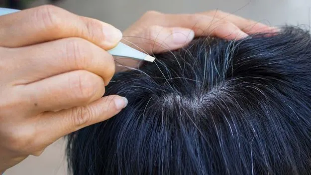 White Hair Plucking Myth: ఒక తెల్ల వెంట్రుకను పీకితే మిగిలిన వెంట్రుకలు కూడా తెల్లగా అవుతాయా? 