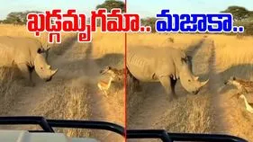 Rhino Viral Video: జింక పిల్లపై హైనా దాడి.. సడన్‌గా ఎదురొచ్చిన ఖడ్గమృగం.. చివరికి ఏమైందో చూస్తే.. 