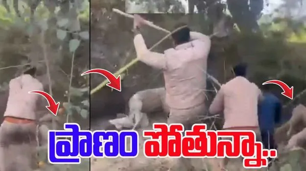 Wild Boar Attacks:  ఫారెస్ట్ అధికారిపై అడవి పంది దాడి..  కాపాడ్డానికి వెళితే..