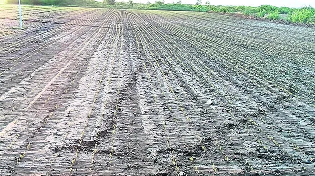  విత్తనాల కోసం నిరీక్షణ