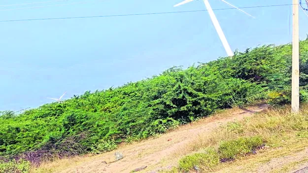 అడవిని తలపిస్తున్న జగనన్న కాలనీ