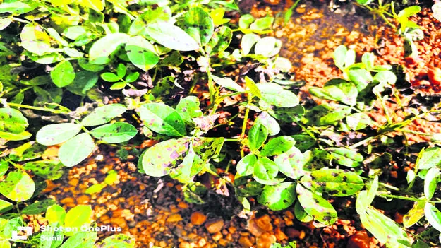 వేరుశనగకు తెగుళ్లు 