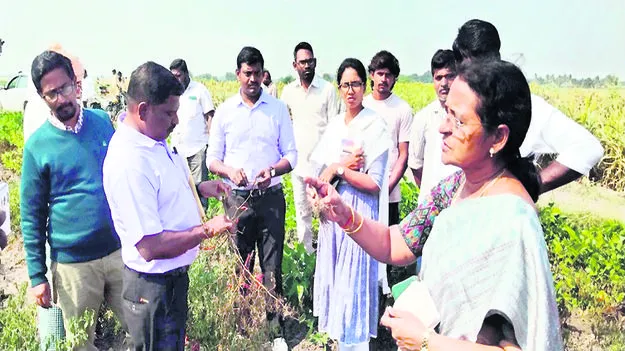 కాలర్‌రాట్‌, విల్ట్‌ తెగుళ్లతో జాగ్రత్త