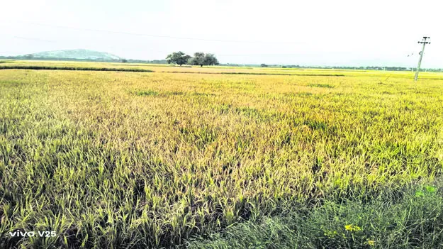  వరి కొనుగోలు కేంద్రాల కోసం నిరీక్షణ