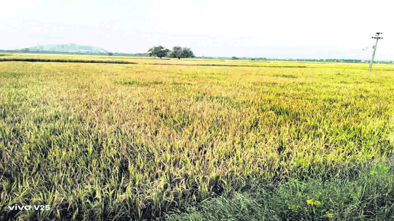  వరి కొనుగోలు కేంద్రాల కోసం నిరీక్షణ