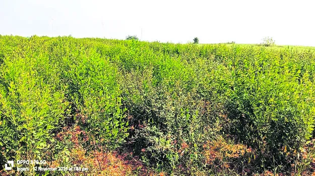 పెరిగిన కంది సాగు