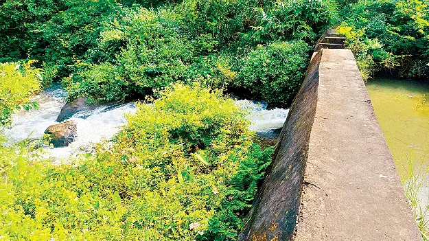   Lush and Green! నిర్మిస్తే..  సస్యశ్యామలమే!
