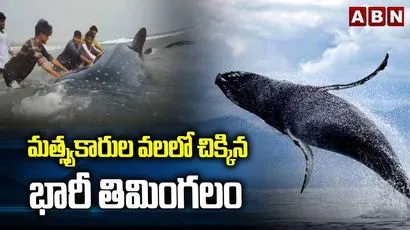 మత్స్యకారుల వలలో చిక్కిన భారీ తిమింగలం