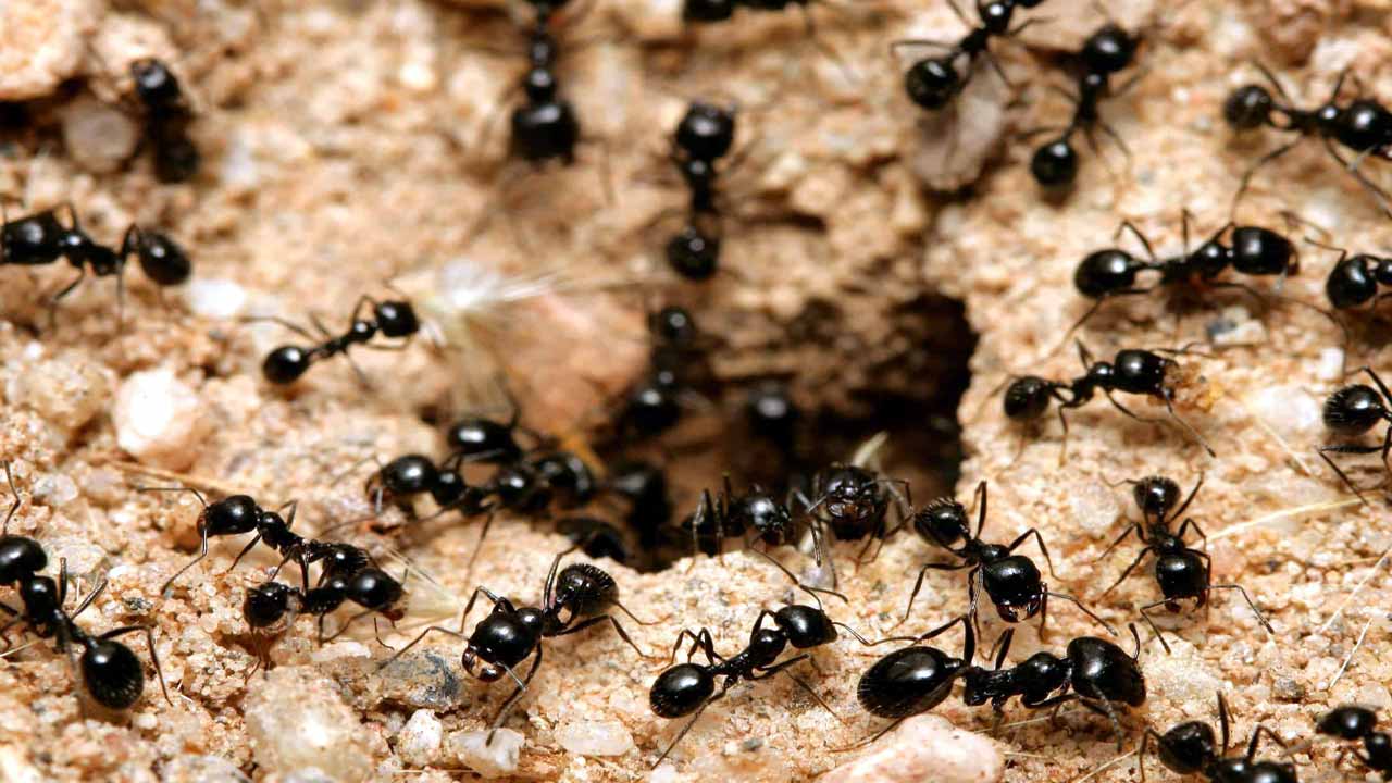 Ants Lifespan: చీమలు ఎంత కాలం జీవిస్తాయో తెలుసా.. సమాధానం తెలిస్తే ఆశ్చర్యపోతారు..