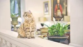 Ambassador: ఈ పిల్లి.. స్టార్‌ హోటల్‌ ‘అంబాసిడర్‌’ మరి...