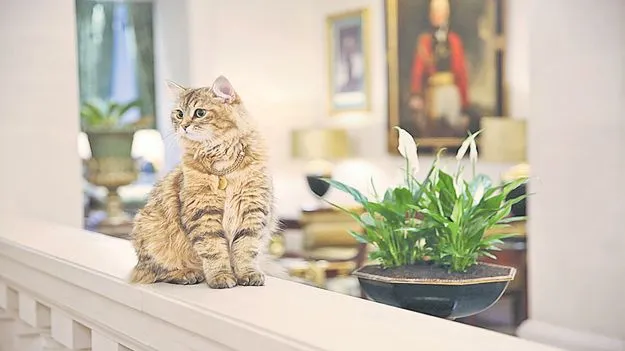 Ambassador: ఈ పిల్లి.. స్టార్‌ హోటల్‌ ‘అంబాసిడర్‌’ మరి...