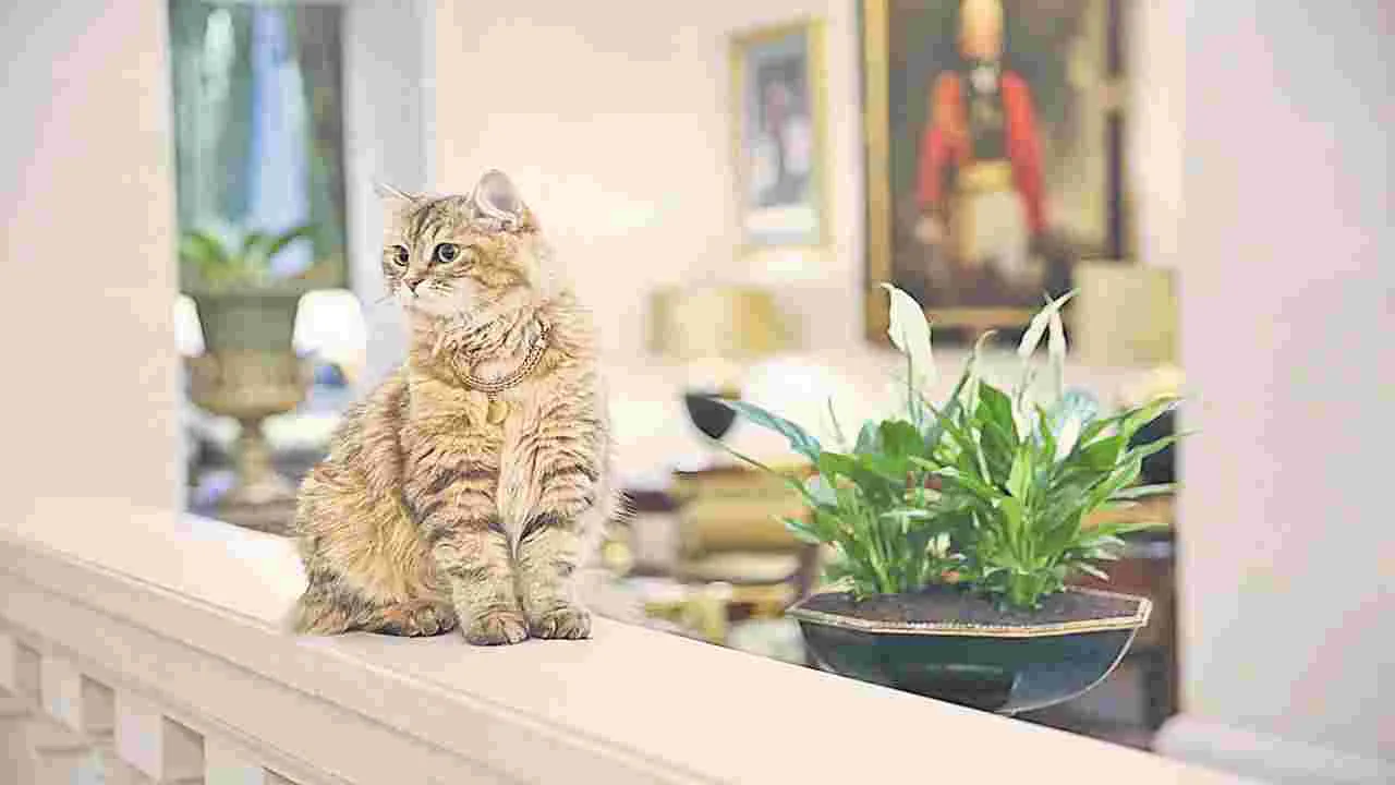 Ambassador: ఈ పిల్లి.. స్టార్‌ హోటల్‌ ‘అంబాసిడర్‌’ మరి...