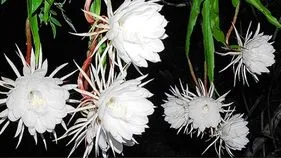 Brahma Kamalam: కనువిందు చేసిన బ్రహ్మ కమలం పుష్పాలు