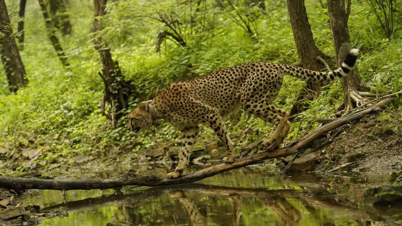 చిరుతలకు నిలయంగా భారత్ ఉండటం గర్వకారణం: ప్రధాని మోదీ