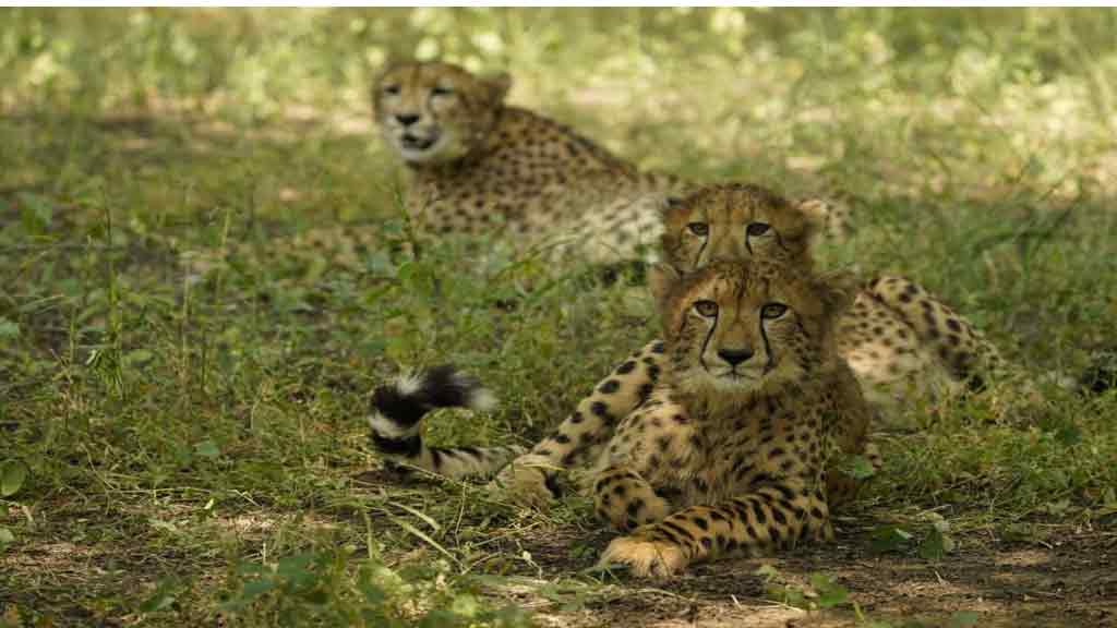 చిరుతలకు నిలయంగా భారత్ ఉండటం గర్వకారణం: ప్రధాని మోదీ
