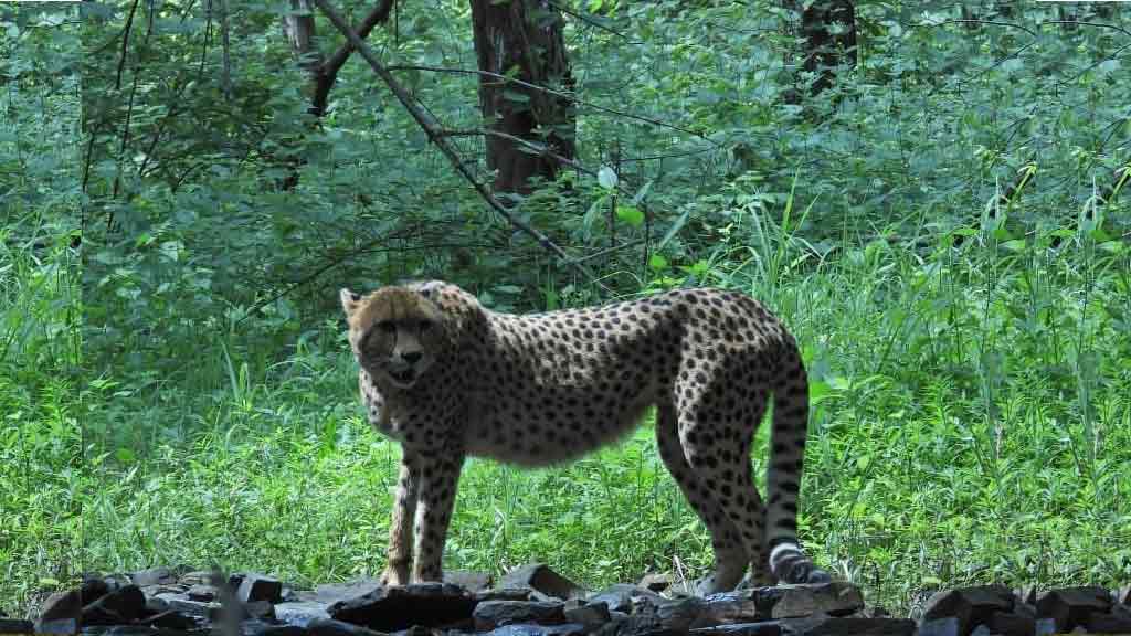 చిరుతలకు నిలయంగా భారత్ ఉండటం గర్వకారణం: ప్రధాని మోదీ