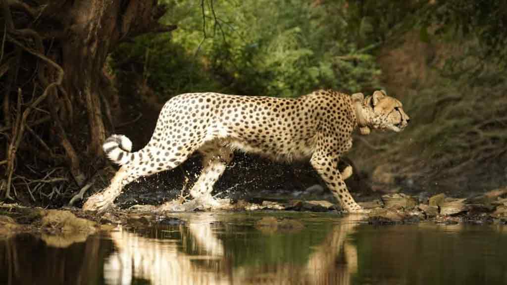 చిరుతలకు నిలయంగా భారత్ ఉండటం గర్వకారణం: ప్రధాని మోదీ