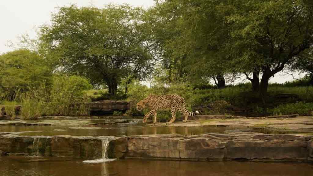 చిరుతలకు నిలయంగా భారత్ ఉండటం గర్వకారణం: ప్రధాని మోదీ