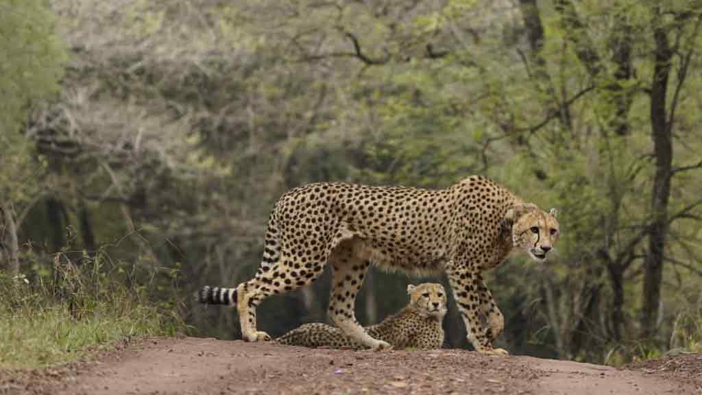 చిరుతలకు నిలయంగా భారత్ ఉండటం గర్వకారణం: ప్రధాని మోదీ