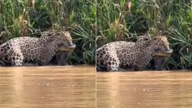 Jaguar anaconda fight: థ్రిల్లింగ్ వీడియో.. అనకొండను వేటాడడం అంత ఈజీ కాదు.. చిరుత పరిస్థితి చూడండి..