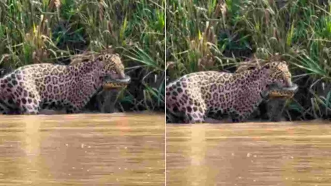 Jaguar anaconda fight: థ్రిల్లింగ్ వీడియో.. అనకొండను వేటాడడం అంత ఈజీ కాదు.. చిరుత పరిస్థితి చూడండి..