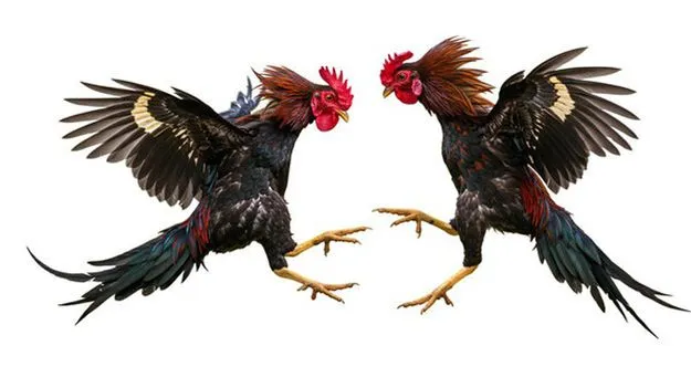 కాలు దువ్వుతున్న కోఢీ