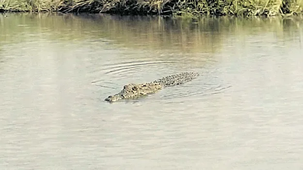 అయినవిల్లి లంకలో మొసలి సంచారం..