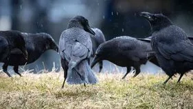 Crows: ఆహారం, నీరు ఇచ్చే వారికి కాకులు ప్రత్యేక బహుమతి ఇస్తాయా?