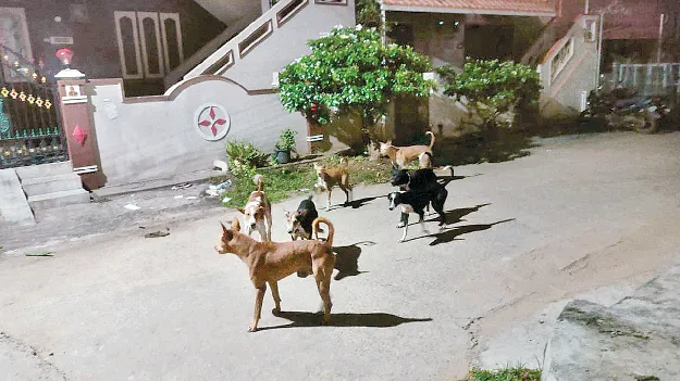 Street Dog in Hindupur: కుక్కల బెడదకు చెక్‌.. షెల్టర్‌జోన్‌ ఏర్పాటు
