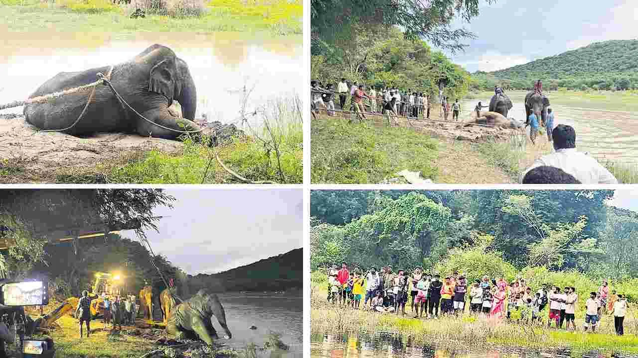 Elephant: ఆపరేషన్‌ గజ