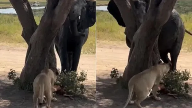 Lioness vs elephant: ఆ సమయంలో ఏనుగులు చాలా డేంజర్.. సింహాలు ఎలా పరిగెత్తాయో చూడండి.. 