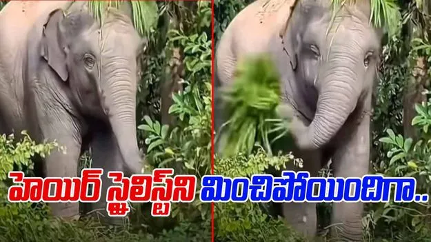 Elephant Viral Video: ఈ ఏనుగు హెయిర్ స్టైల్ మామూలుగా లేదుగా.. ఎలా సెట్ చేసిందో చూస్తే.. 