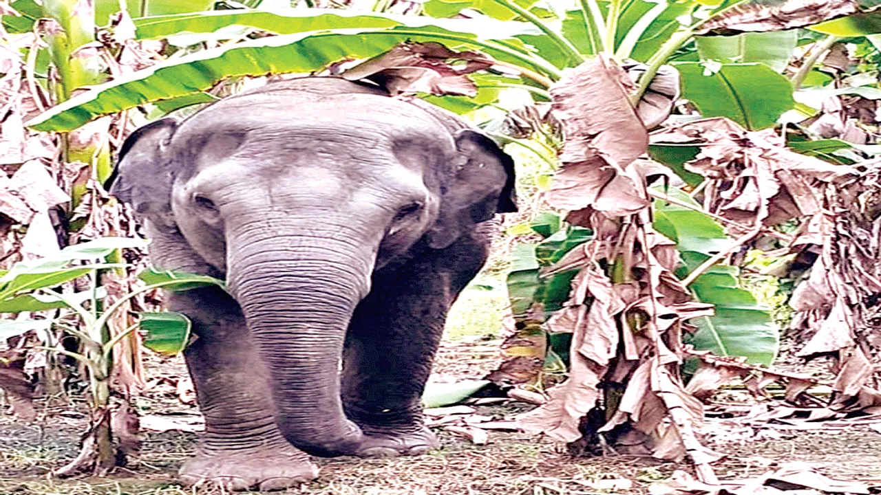 Elephant  చింతలబెలగాంలో ఏనుగుల బీభత్సం