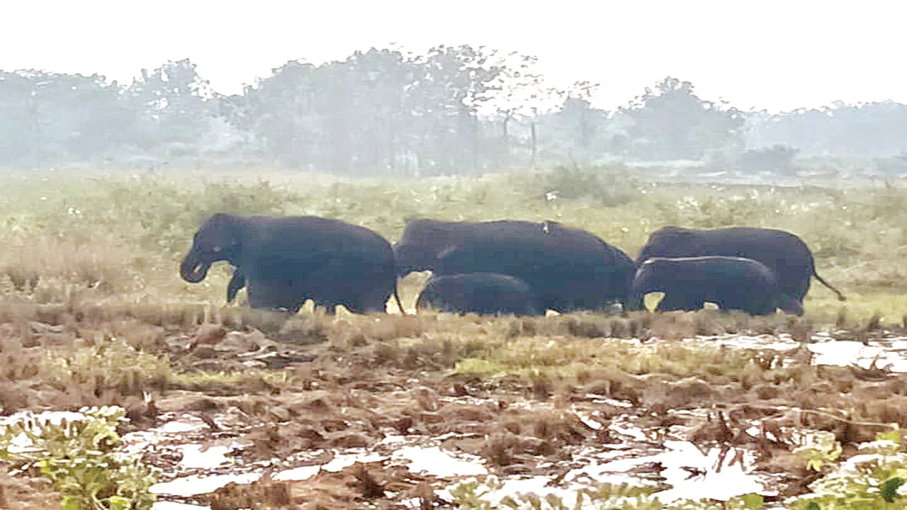 Elephants కురుపాంలో ఏనుగుల హల్‌చల్‌