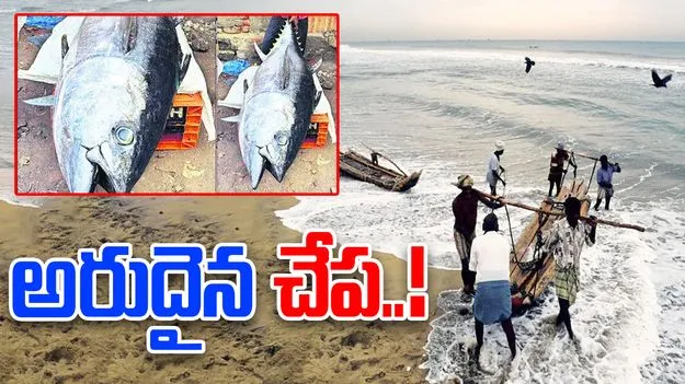 Fish: జాలరి వలలో చిక్కిన అరుదైన చేప 