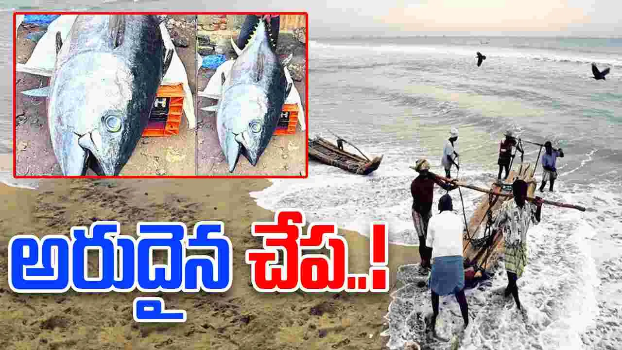 Fish: జాలరి వలలో చిక్కిన అరుదైన చేప 