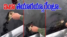 Fish Viral Video: ఇదెక్కడి సరదారా నాయనా.. చేపను పట్టుకుని మరీ.. 