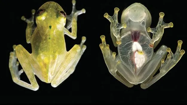 Cancer cure discovery: ప్రమాదకర క్యాన్సర్‌కు మందు దొరికేసిందా.. కప్ప కడుపులోని బ్యాక్టీరియాపై ఆసక్తికర పరిశోధన..