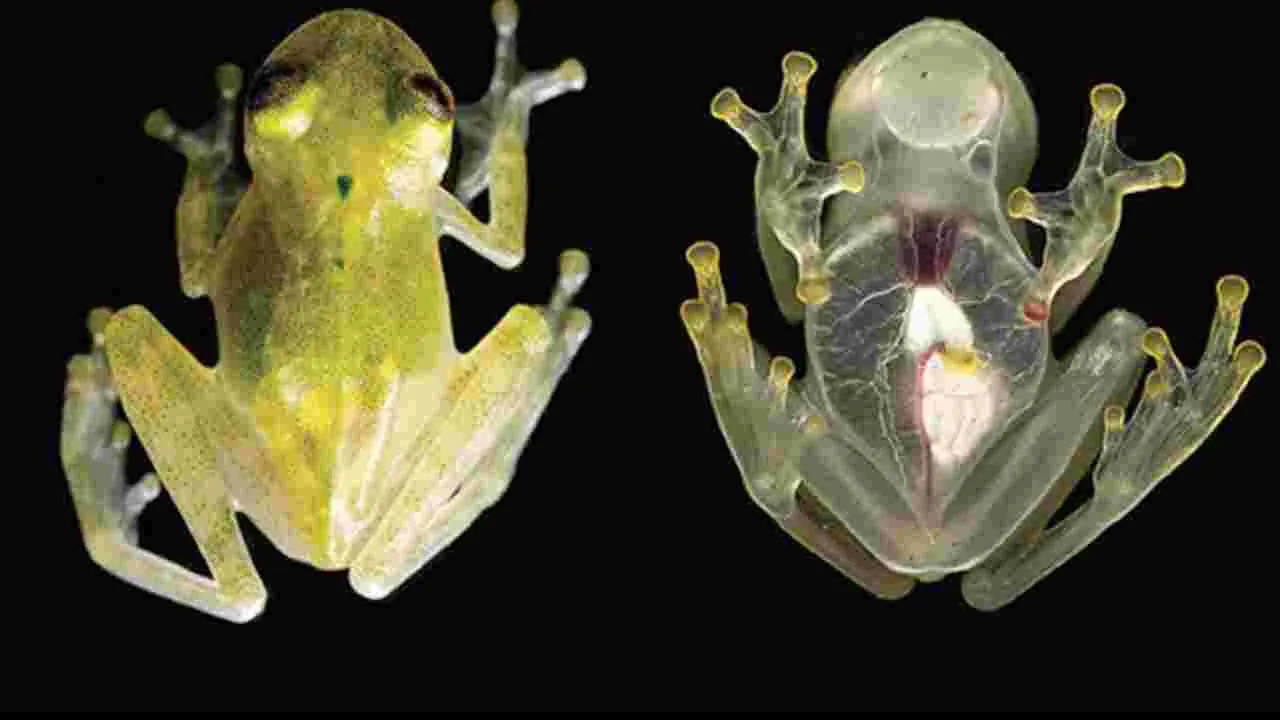 Cancer cure discovery: ప్రమాదకర క్యాన్సర్‌కు మందు దొరికేసిందా.. కప్ప కడుపులోని బ్యాక్టీరియాపై ఆసక్తికర పరిశోధన..