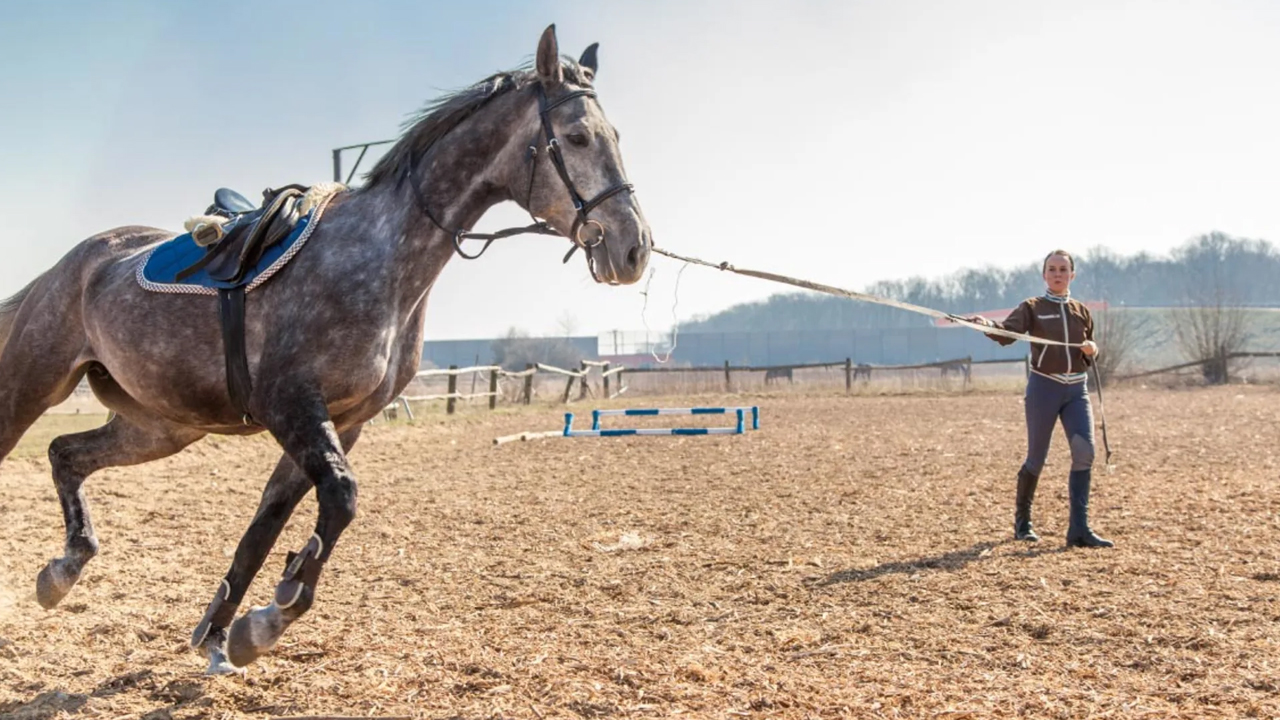 Most Faithful Animals: కుక్కల కంటే విశ్వాసంగా ఉండే.. ఈ 5 జంతువుల గురించి తెలుసా.. 