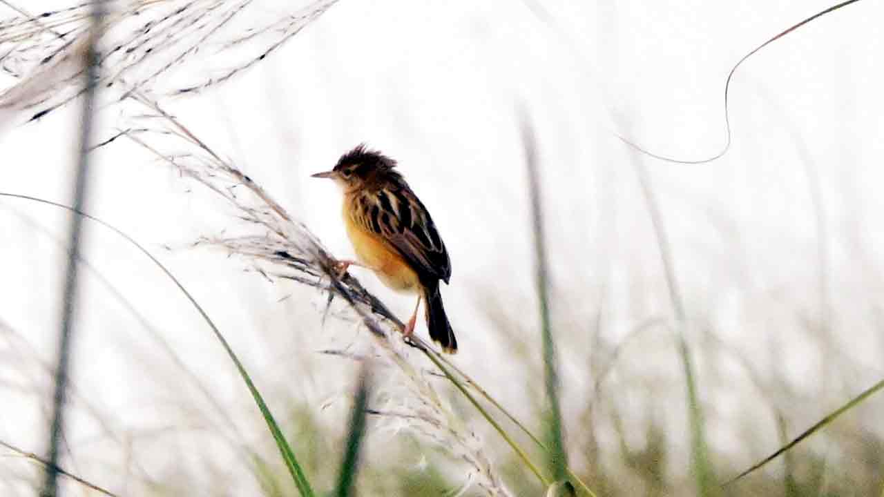 Photo Story: స్టీమ్ రోడ్ రోలర్ నుంచి పింక్ కలర్ పుట్టగొడుగు వరకూ.. ఆశ్చర్యపరిచే చిత్రాలు మీ కోసం.. 