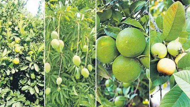 Andhra Pradesh Agriculture: రైతులకు అండగా కూటమి  ప్రభుత్వం