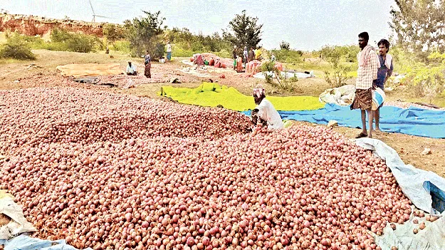 ఉలి ్లరైతుకు సీఎం అండ