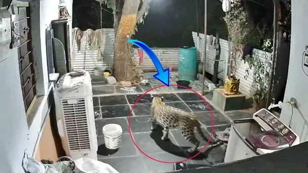 Leopard Spotted: శ్రీశైలంలో చిరుత కలకలం.. ఓ ఇంటి ఆవరణలోకి వచ్చి.. 