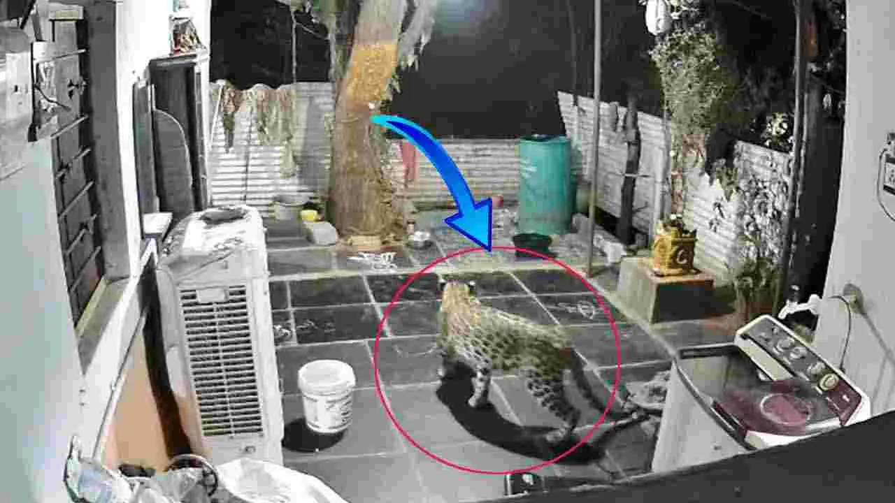 Leopard Spotted: శ్రీశైలంలో చిరుత కలకలం.. ఓ ఇంటి ఆవరణలోకి వచ్చి..