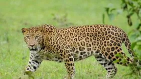 Leopard Movement: చిరుత సంచారం.. తస్మాత్ జాగ్రత్త