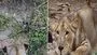 Lioness cobra bite: పాముతో సింహం పోరాటం.. చివరకు ఆ మృగరాజు పరిస్థితి ఏమైందంటే.. 