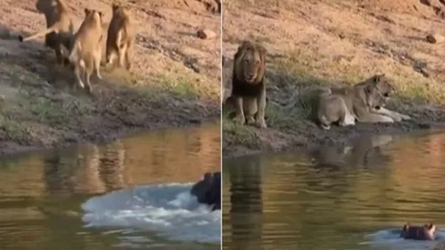 Hippo attacks lions: వామ్మో.. సింహాలు కూడా ఇంతలా భయపడతాయా.. నది ఒడ్డున ఏం జరిగిందో చూడండి..