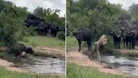 Lion hunts buffalo: పాపం.. మృగరాజు.. అడవి గేదెపై దాడి చేస్తే ఏం జరిగిందో చూడండి..