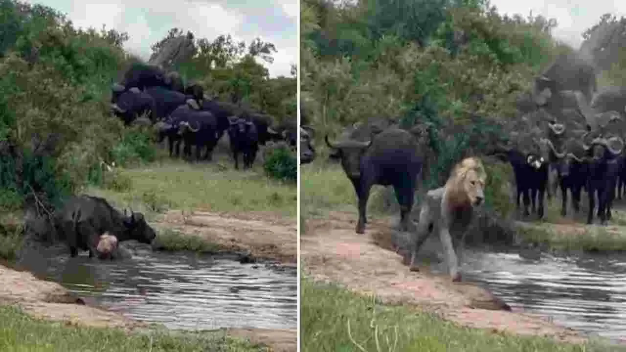 Lion hunts buffalo: పాపం.. మృగరాజు.. అడవి గేదెపై దాడి చేస్తే ఏం జరిగిందో చూడండి..